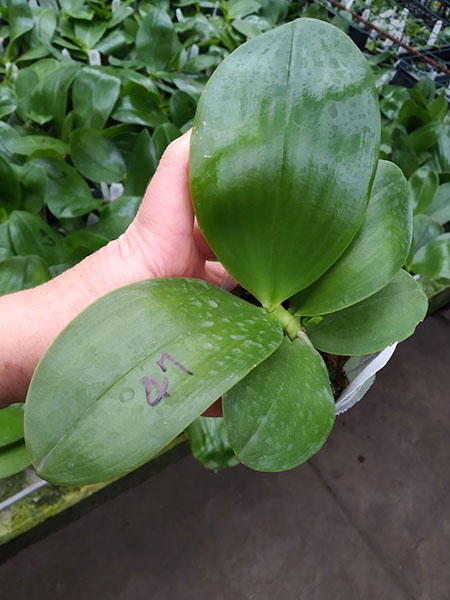 Phalaenopsis Mituo Reflex Dragon 'Blue - 2' x Mituo Love 'Rainbow-520'.jpg