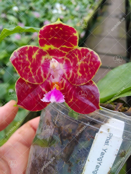 Phalaenopsis YangYang 'Unicorn'.jpg