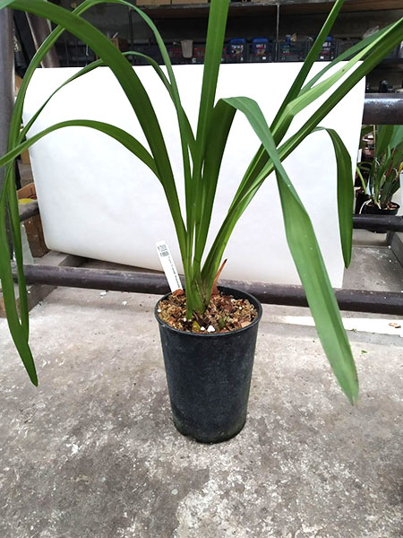 Cymbidium Everett Stockstill 'Bulai'.jpg