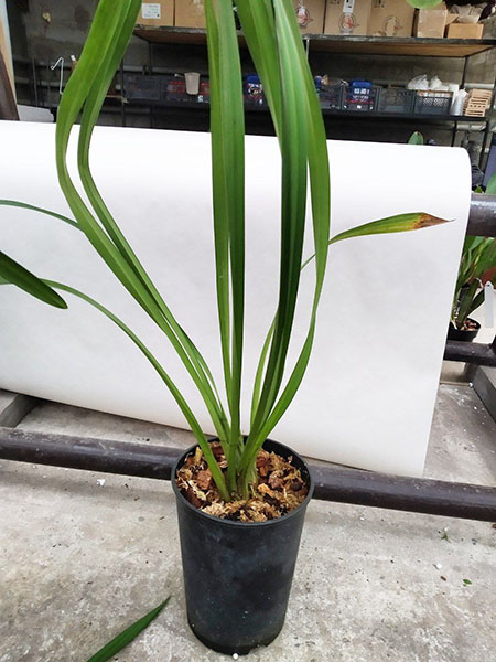 Cymbidium Kiwi Midnight.jpg