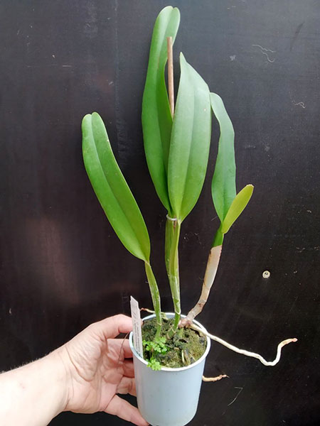 Cattleya labiata amesiana 'Marcia Regina' x labiata roxo-bispo 'Gabriela'.jpg