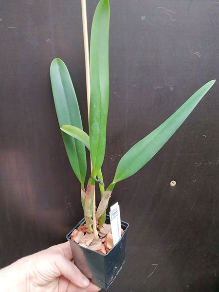 Cattleya mendelli (Hui Yun).jpg