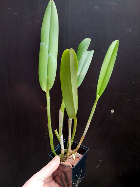 Cattleya maxima alba 'Drago' x self.jpg