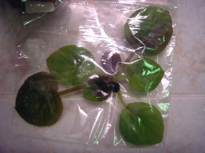 Сгнила наполовину