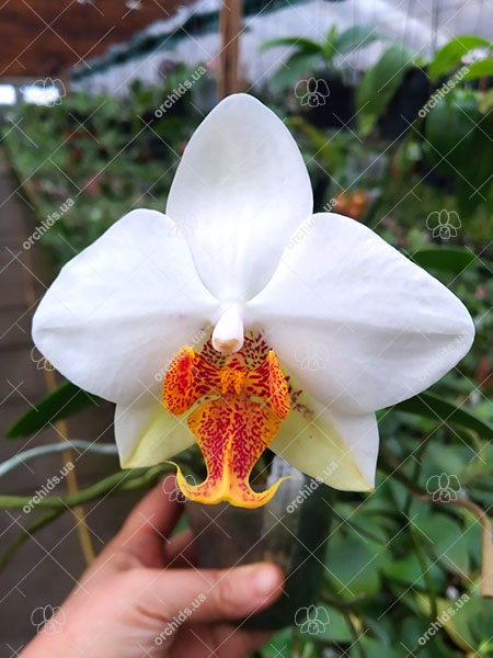 Phalaenopsis Joy Philippine Princess.jpg