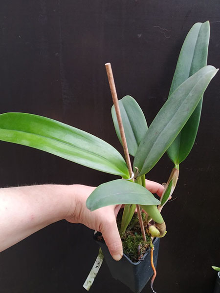 Cattleya labiata 'Vera Cristina' x Cattleya labiata lilas 'Borges'.jpg