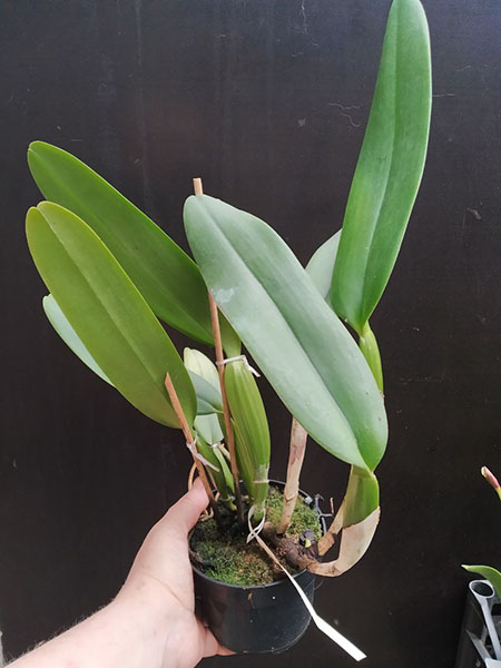 Cattleya labiata ('Cara Grande' x 'Cesar Iacavoni').jpg