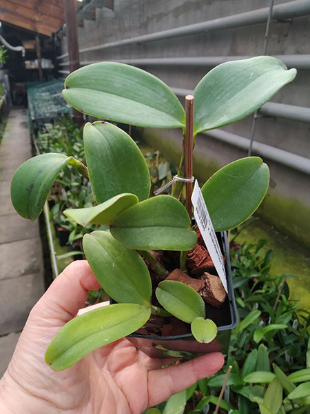 Cattleya aclandiae coerulescens 'Unique' x aclandiae tipo 'Desejada'.jpg