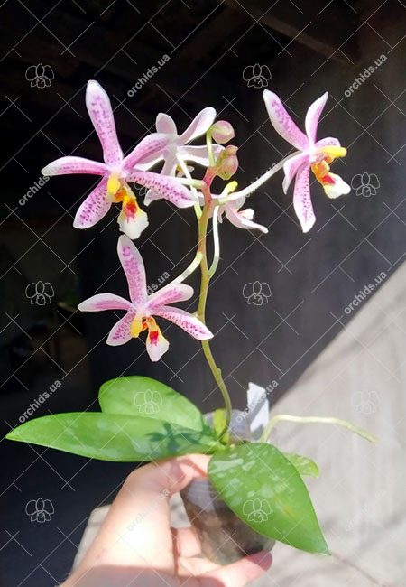 Phalaenopsis Chip Chop 'F4586' x mannii 'Black'.jpg