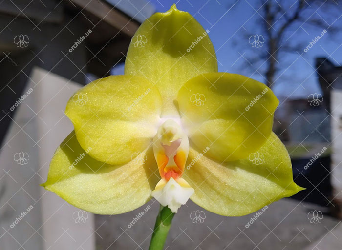 Phalaenopsis Diamond Beauty '1202' x Mituo Gelb Eagle 'Rainbow'.jpg