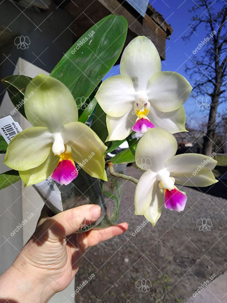 Phalaenopsis Mituo Bulleyes 'Little Snow White'.jpg