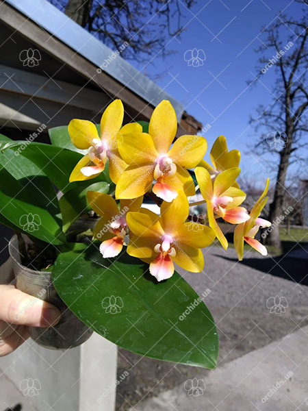 Phalaenopsis Mainshow Golden Crown.jpg