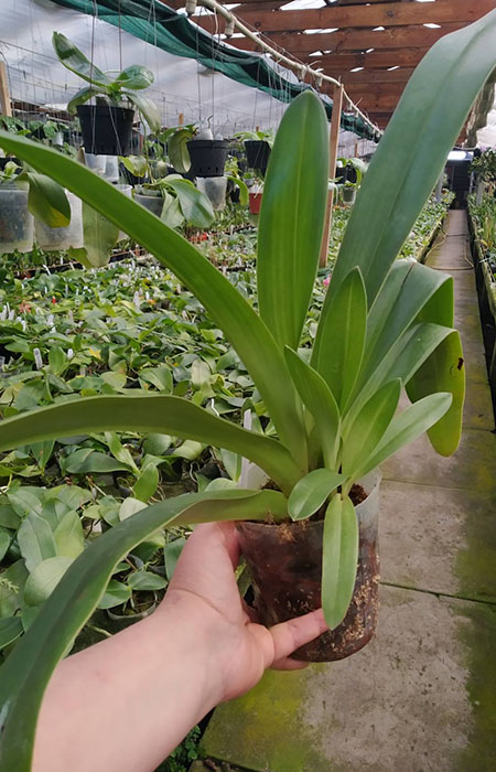 Paphiopedilum rothschildianum 'Shih Yueh 96-1' x anitum 'Shih Yueh Black'.jpg