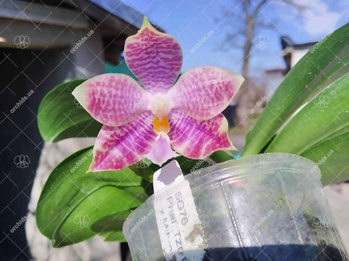 Phalaenopsis Tzu Chiang Tetralitz x Mituo Reflex Dragon.jpg