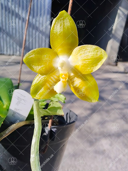 Phalaenopsis Yaphon 'Yellow Bomb' x Gelblieber flava.jpg