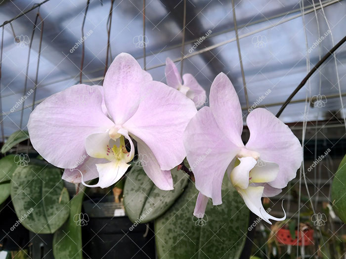 Phalaenopsis sanderiana.jpg