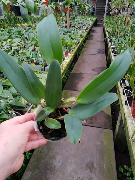 Cattleya Doctor R Schiffmann (Cattleya Callistoglossa x Cattleya mendelli).jpg