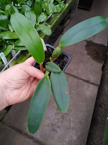 Cattleya Yser (Laeliocattleya Canhamiana coerulea x Octave Doin).jpg