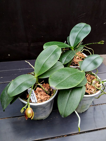 Phalaenopsis Mituo Champion King 'Brick Red'.jpg