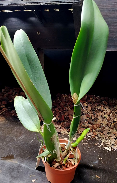 Cattleya labiata 'Olga' x 'Cara Branca'.jpg