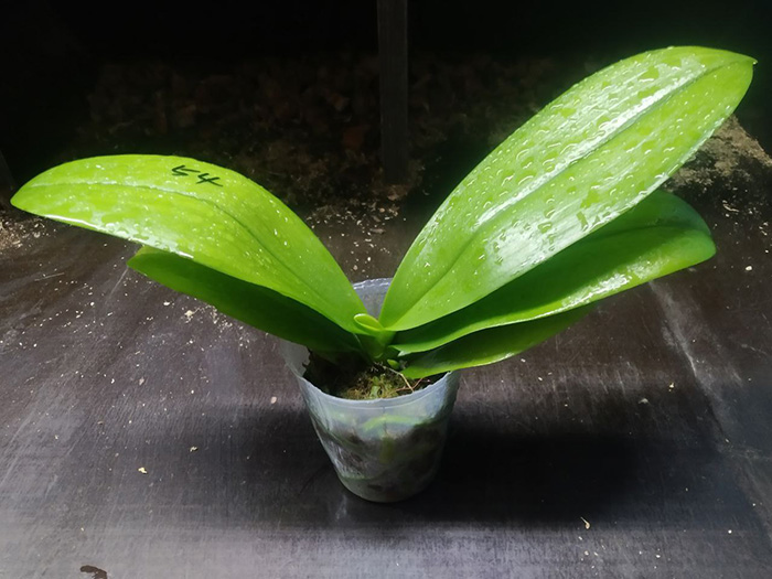 Phalaenopsis Mituo Speciosa 'Blue Starfish' x Sogo Vivien 'VQ'.jpg