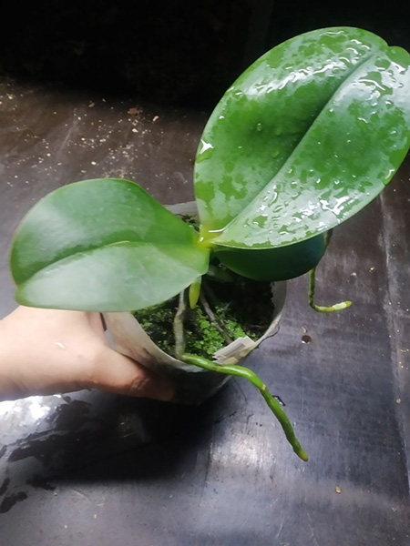 Phalaenopsis (Mituo Sun x Ching Her Buddha).jpg