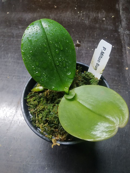 Phalaenopsis Mituo Sun.jpg