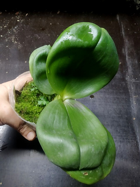 Phalaenopsis (Yaphon Yellow Bloom x KS Super Zebra).jpg