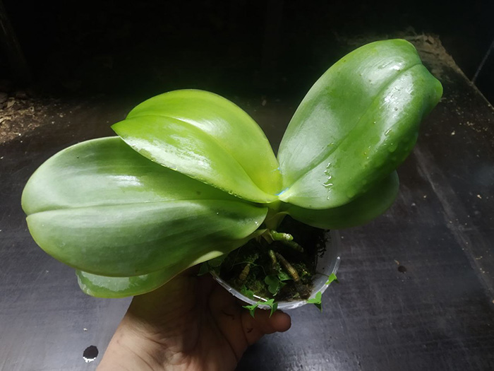 Phalaenopsis gigantea x Mituo King Bellina.jpg