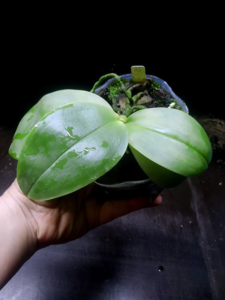 Phalaenopsis bellina AL.jpg