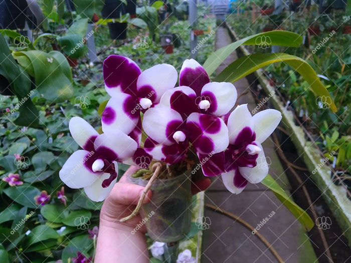 Phalaenopsis Mituo Diamond 'Panda'.jpg