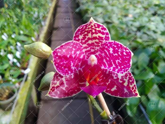 Phalaenopsis Mituo Gigan Dragon 'Dragon' x Mituo Sunrise.jpg