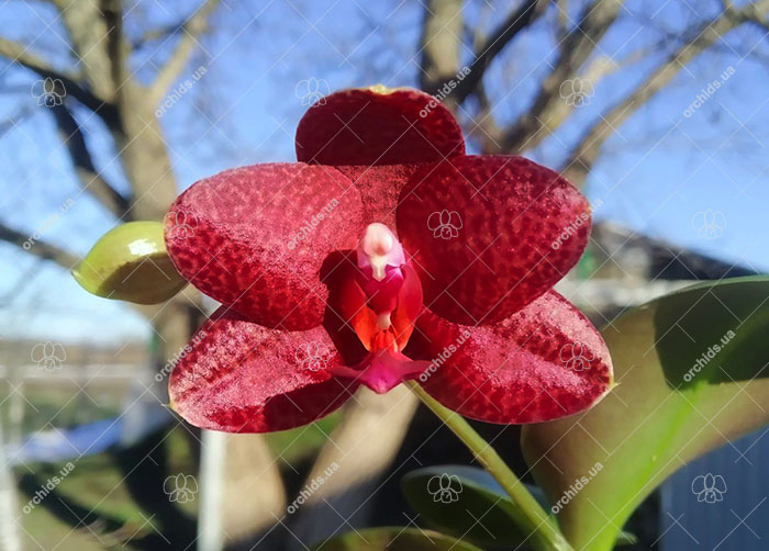 Phalaenopsis Diamond Beauty '1202' x Miro Supper Star 'MO198'.jpg