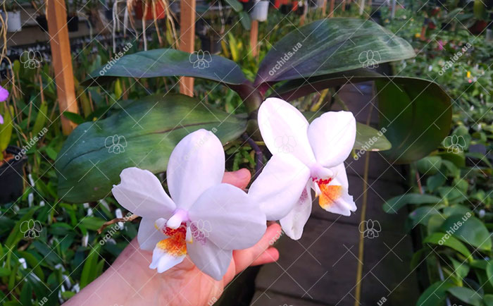 Phalaenopsis Joy Spring Venus x Philishill.jpg