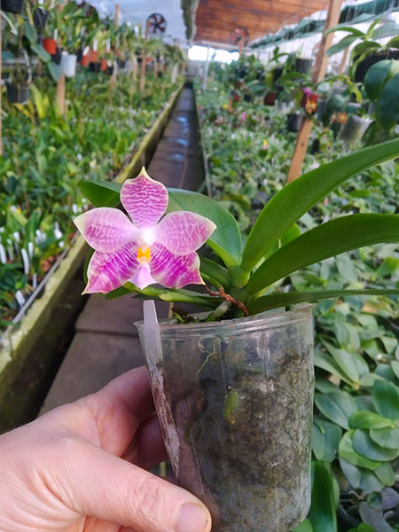 Phalaenopsis Tzu Chiang Tetralitz x Mituo Reflex Dragon.jpg