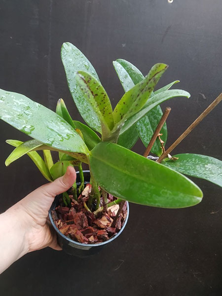 Cattleya Tian Mu 'Sesame'.jpg