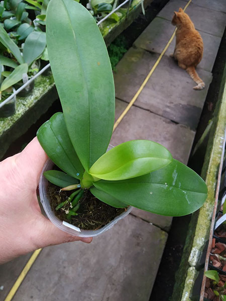 Phalaenopsis x intermedia 'Yellow Ladder'.jpg