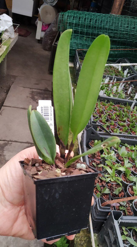 Cattleya mossiae tipo x self.jpg