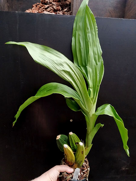 Lycaste Santiago De Gualaceo.jpg