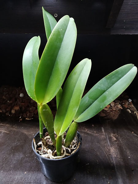 Cattleya Adrienne de Wavrin alba.jpg