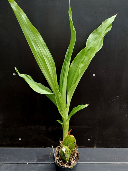 Lycaste Keyla Alarcon Q.jpg