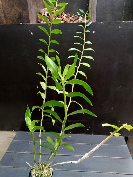 Dendrobium annae.jpg