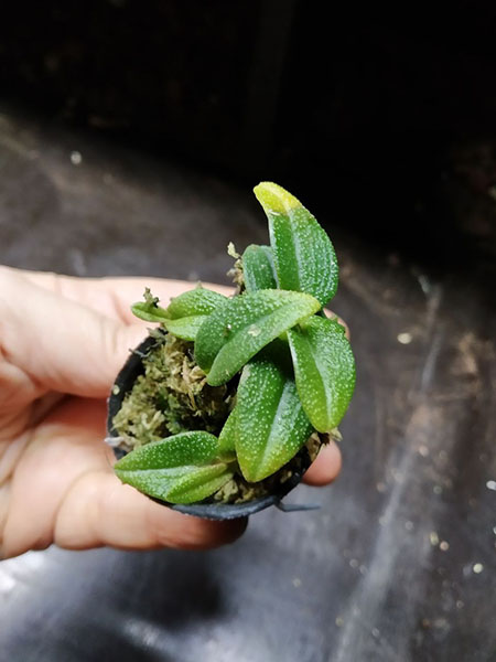 Dendrobium Nagomi yellow light red.jpg