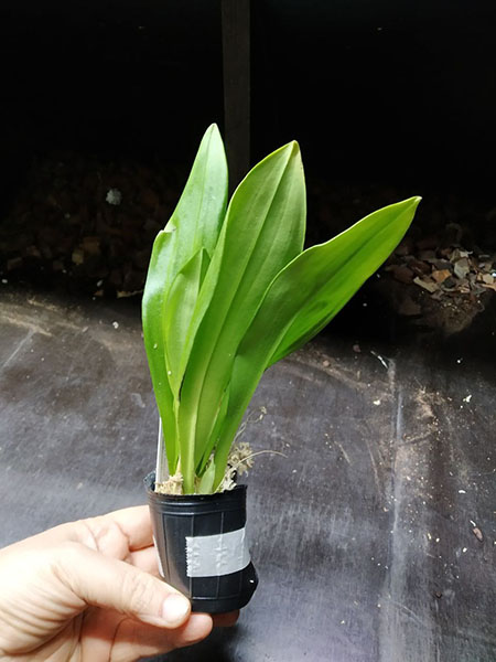 Dracula chimaera extra big.jpg