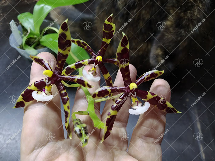 Phalaenopsis pantherina x mannii 'Big Black'.jpg