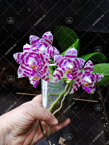 Phalaenopsis KS Super Zebra.jpg