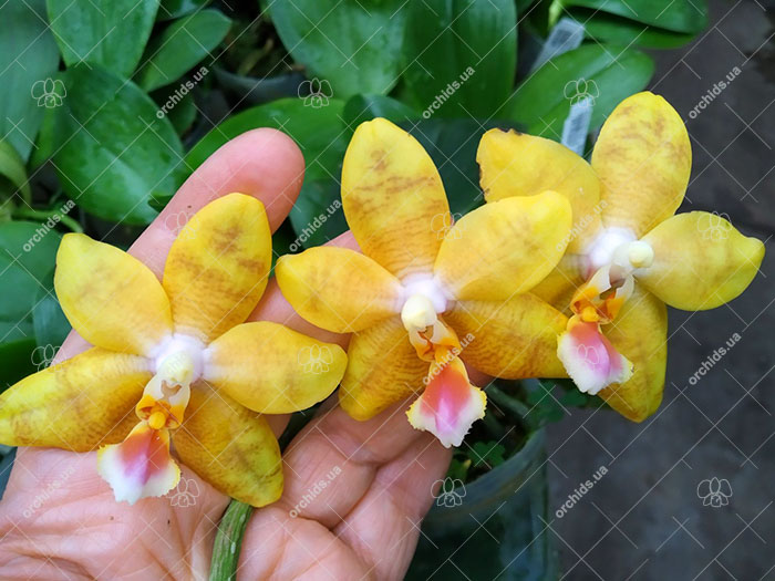 Phalaenopsis Joy Spring Venus x Mambo.jpg