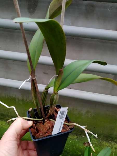 Cattleya lawrenceana (tipo x flamea).jpg