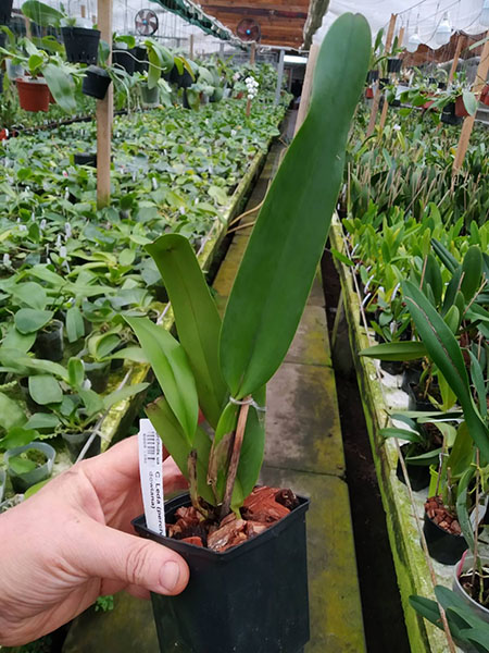 Cattleya Leda (percivaliana x dowiana).jpg
