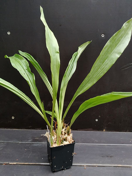 Stanhopea jenischiana x Acineta densa aff.jpg